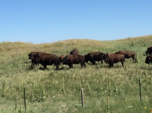 Buffalo / Bison